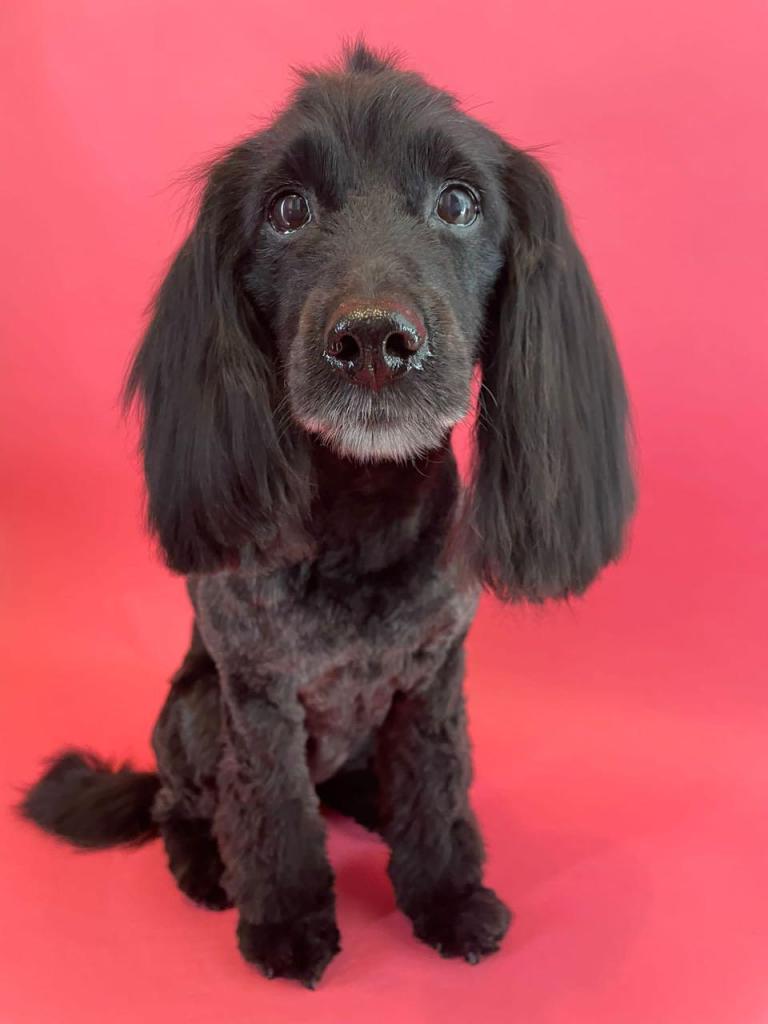 מספרת כלבים פאפיטו מספרת כלבים פאפיטו