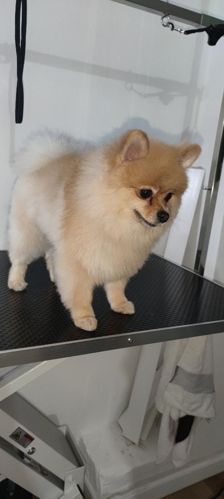 יוסי הלוחש לכלבים יוסי הלוחש לכלבים