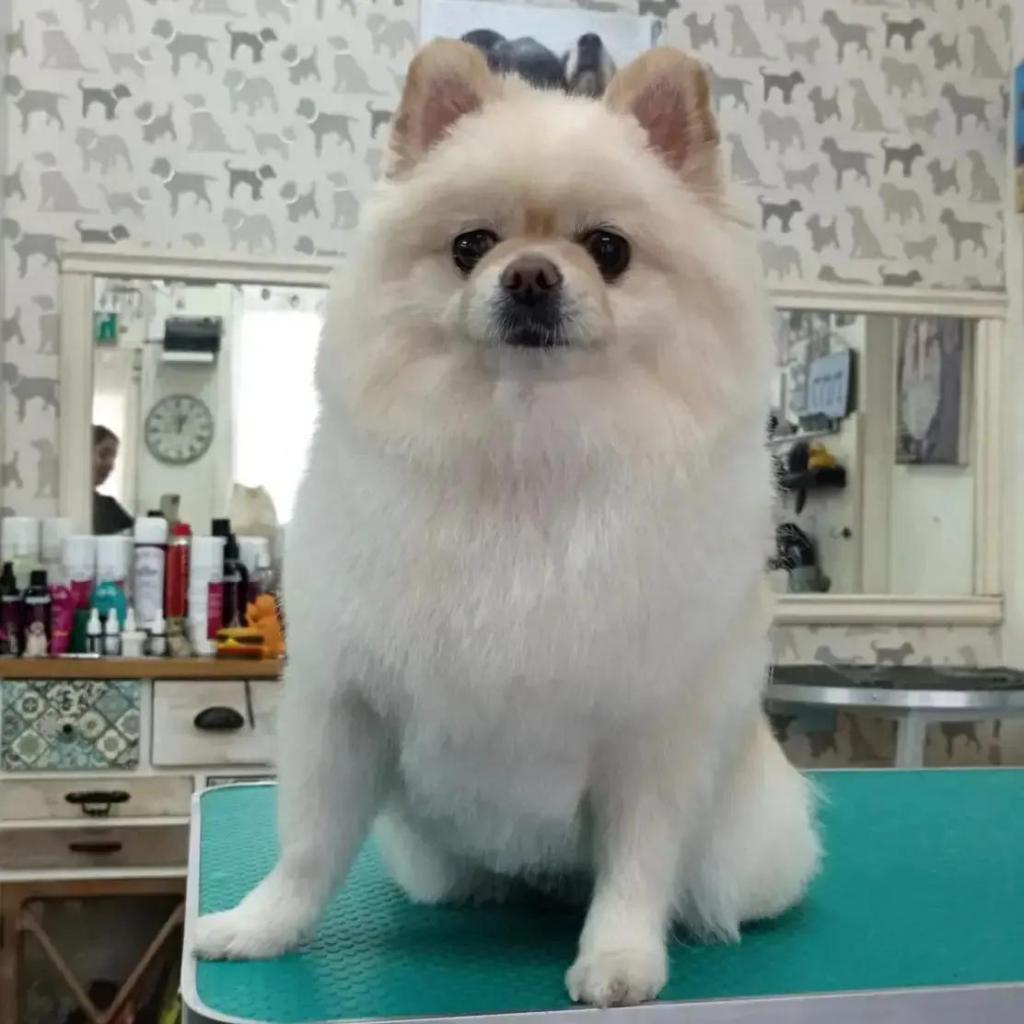 יוסי הלוחש לכלבים יוסי הלוחש לכלבים