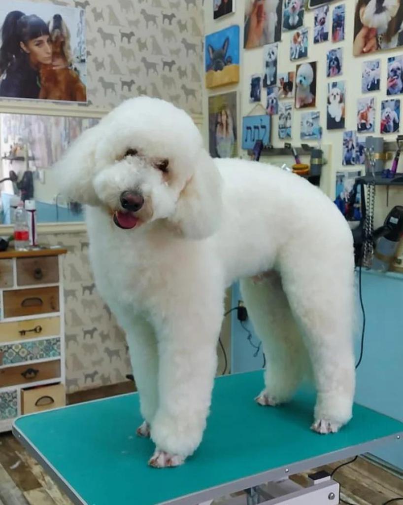 יוסי הלוחש לכלבים יוסי הלוחש לכלבים