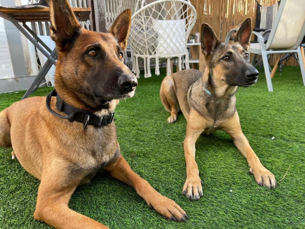 שמר דנינו שמר דנינו