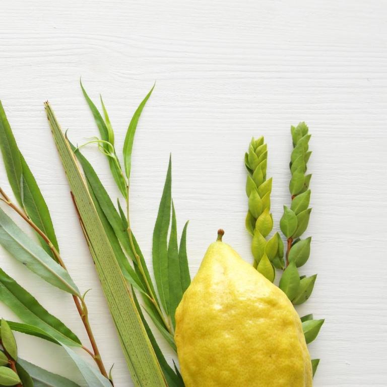 ארבעת המינים בסיטונאות ארבעת המינים בסיטונאות