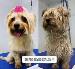 Snip Doggy Dog Salon