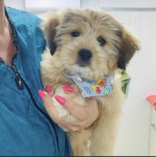 Snip Doggy Dog Salon