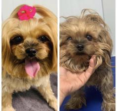 Snip Doggy Dog Salon