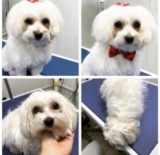 Snip Doggy Dog Salon