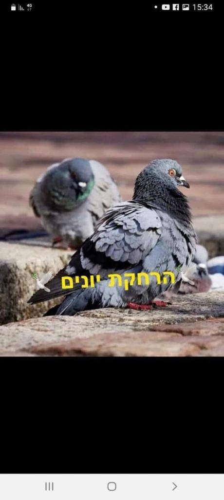 עמי עמירם עמי עמירם
