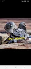 עמי עמירם