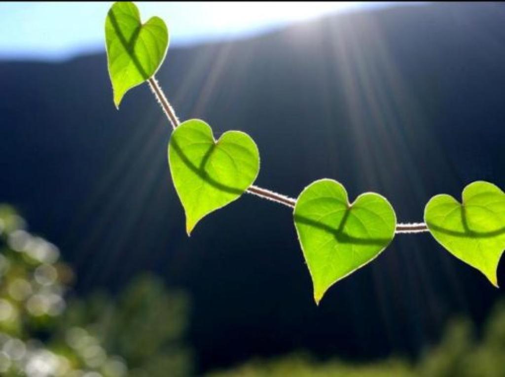 מרכז בר אור מרכז בר אור