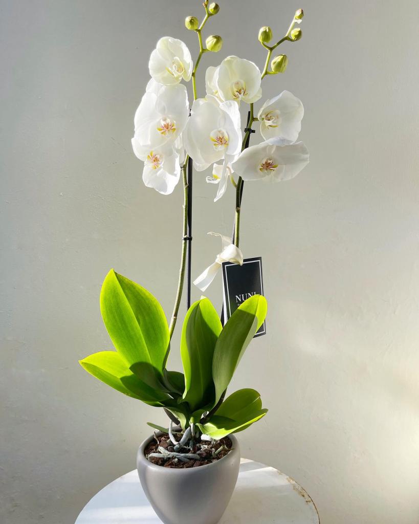 פרחי נוני NUNI flowers פרחי נוני NUNI flowers