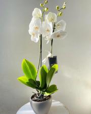פרחי נוני NUNI flowers