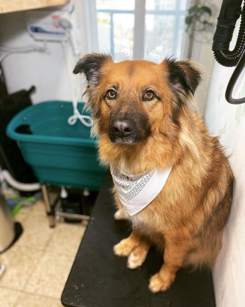 לידוגי לידוגי