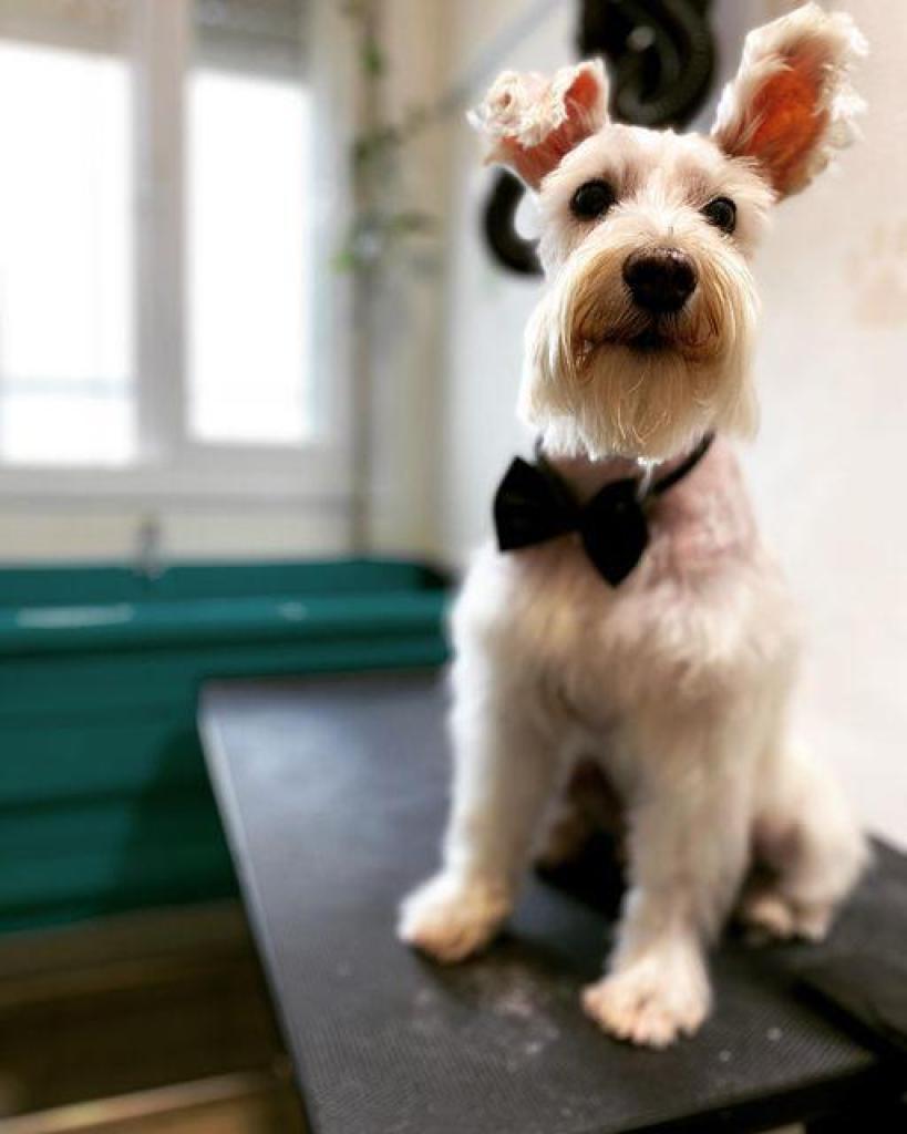 לידוגי לידוגי