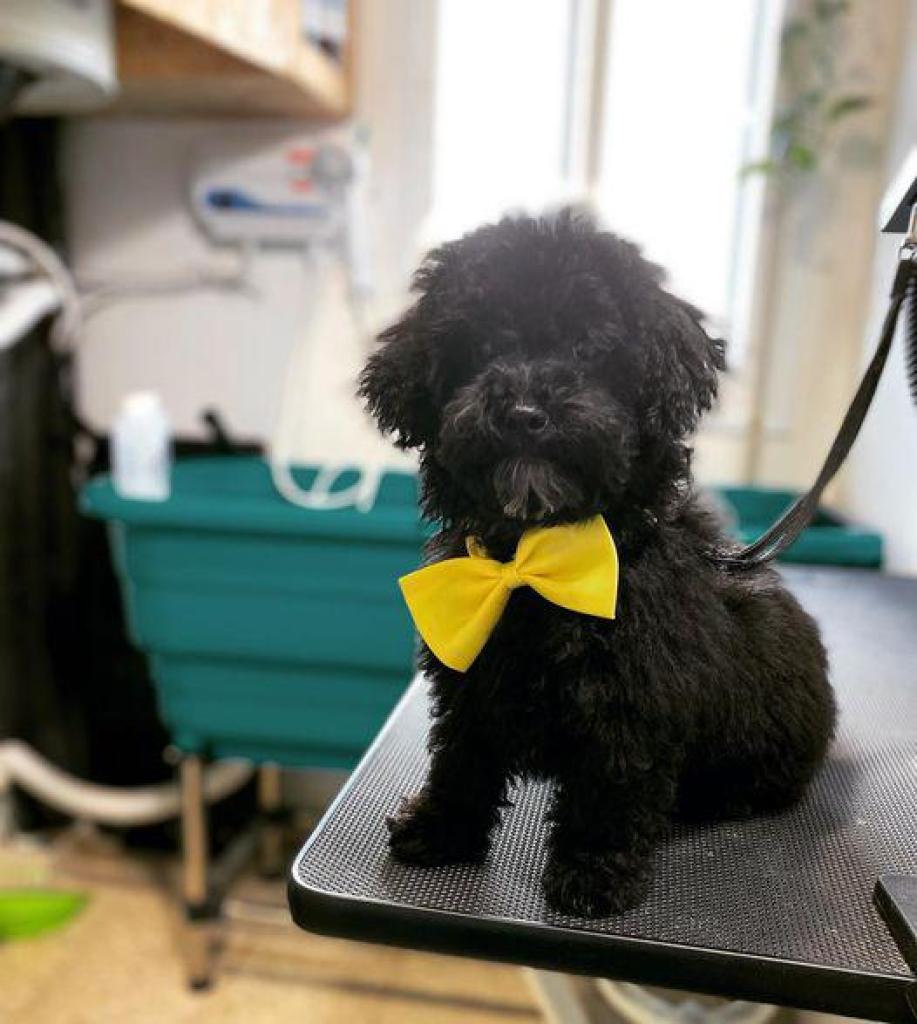 לידוגי לידוגי