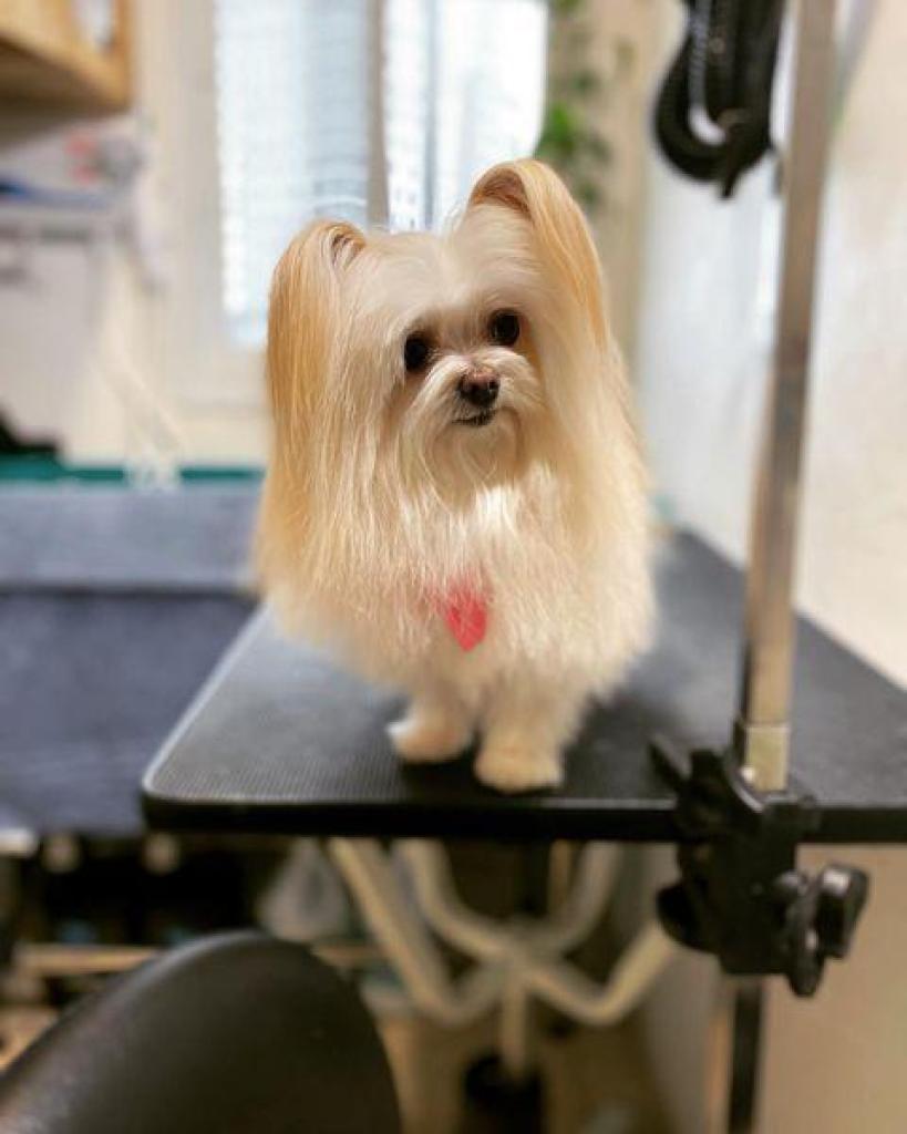 לידוגי לידוגי