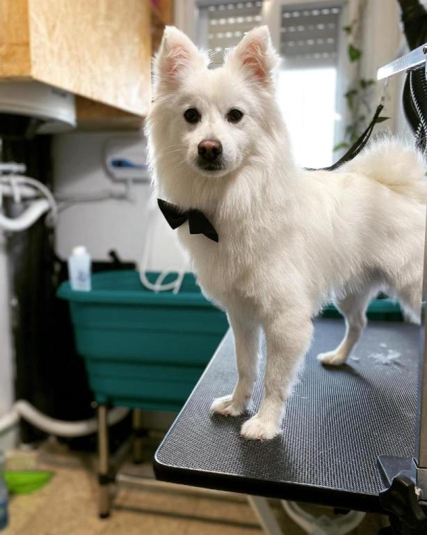 לידוגי לידוגי