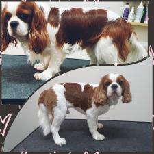 Boogie Woogie Grooming