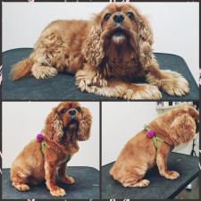 Boogie Woogie Grooming