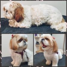 Boogie Woogie Grooming