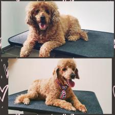 Boogie Woogie Grooming