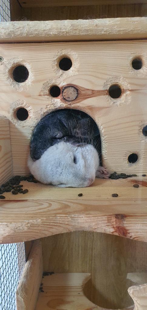 הילד הזה הילד הזה