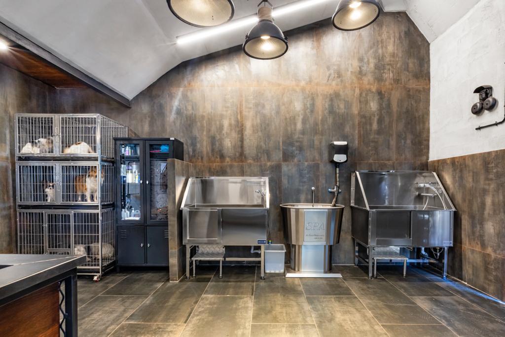 סיזרס דוגס סיזרס דוגס