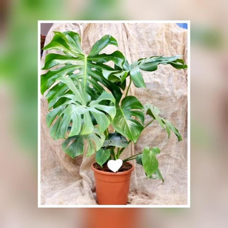 משתלת כהן משתלת כהן