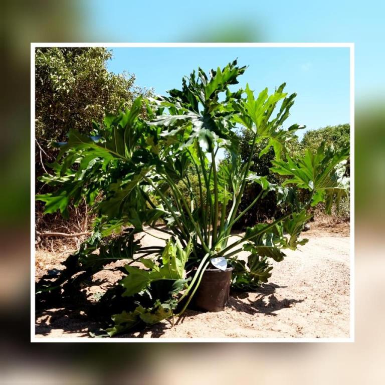 משתלת כהן משתלת כהן