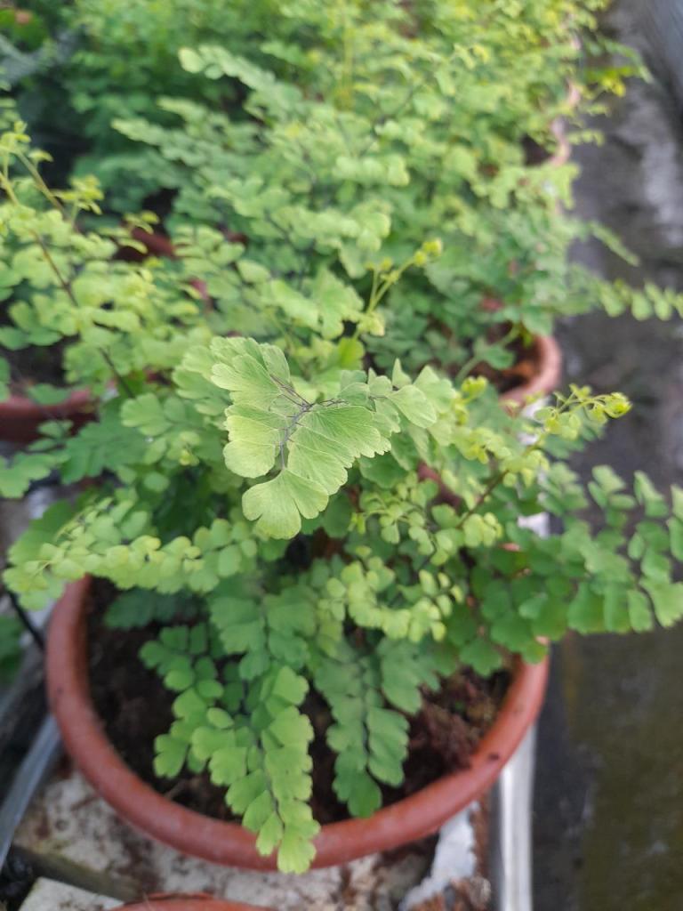 משתלת כהן משתלת כהן