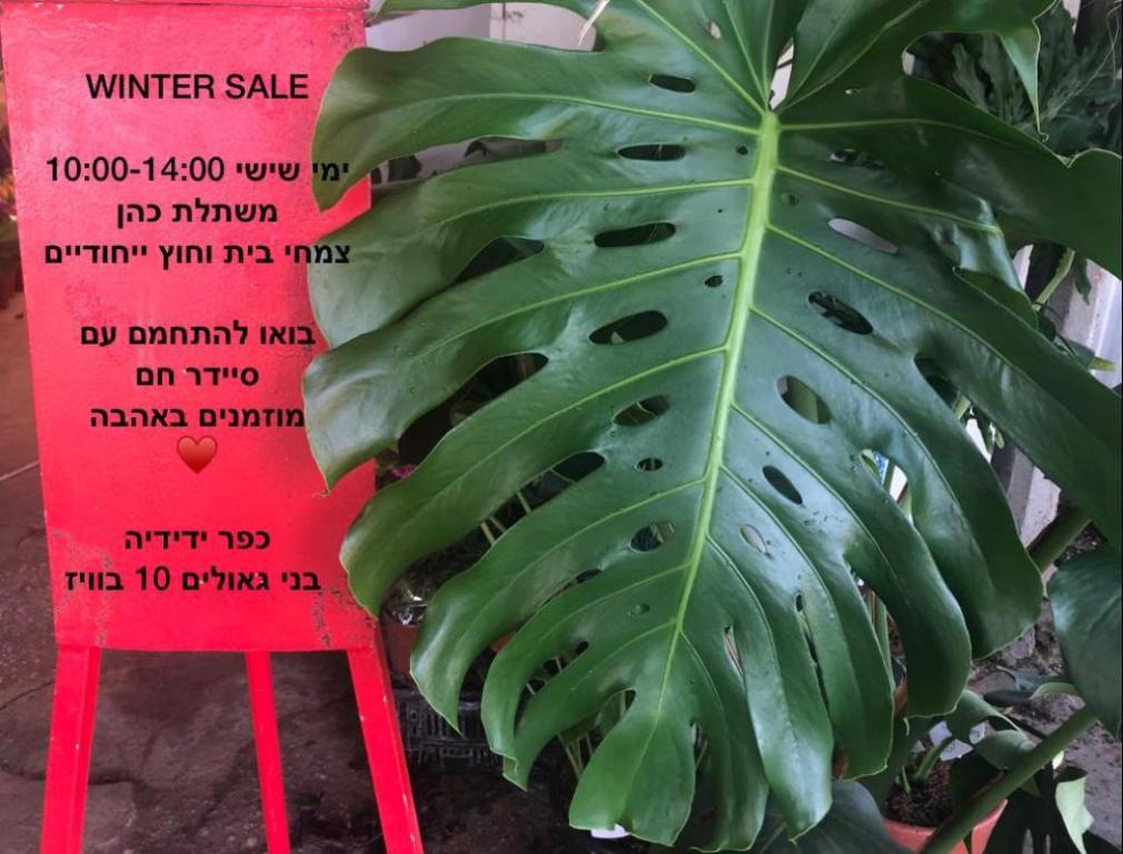 משתלת כהן משתלת כהן