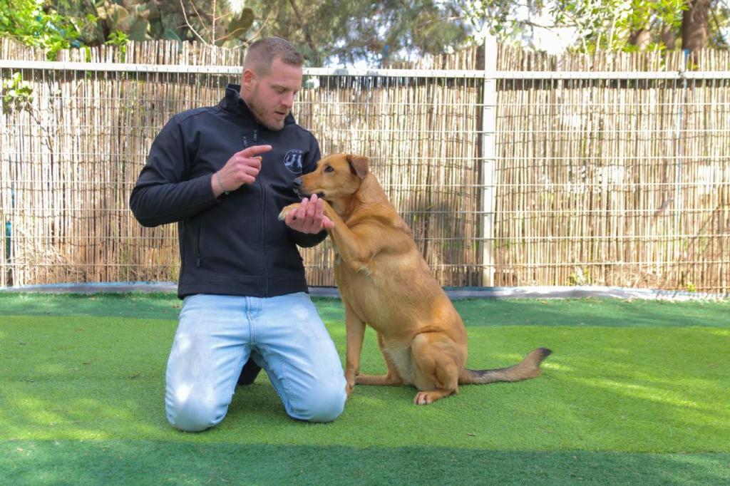 יובל גרין יובל גרין