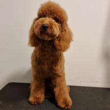 BESTIES Pet Salon