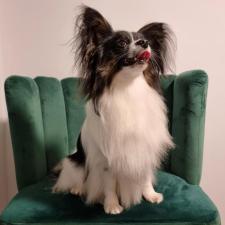 BESTIES Pet Salon