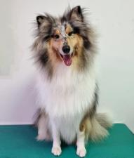 BESTIES Pet Salon