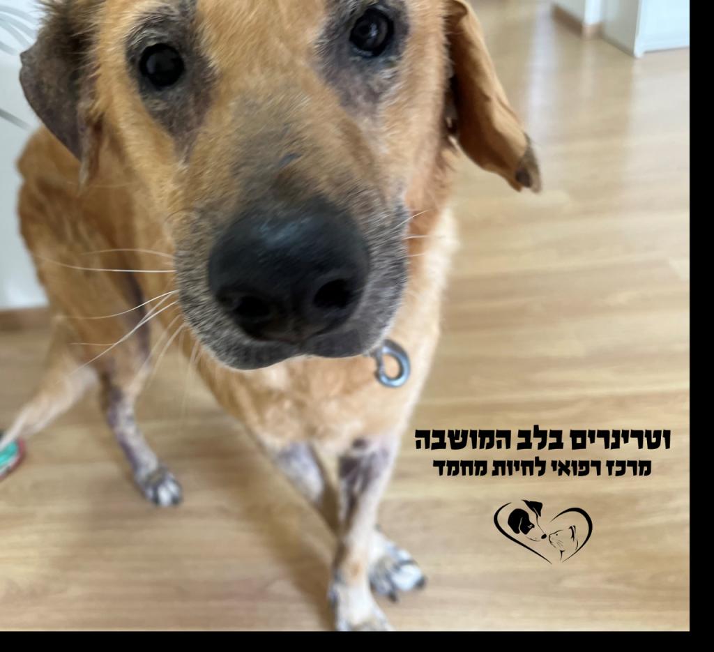 וטרינרים בלב המושבה וטרינרים בלב המושבה