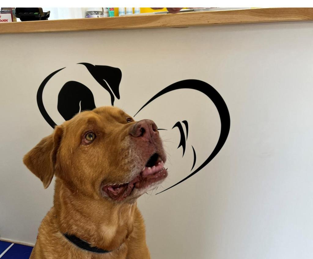 וטרינרים בלב המושבה וטרינרים בלב המושבה