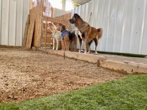 Dog House
