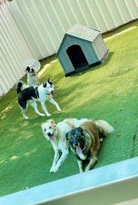 Dog House