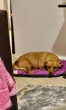 Dog House
