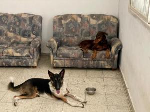 Dog House