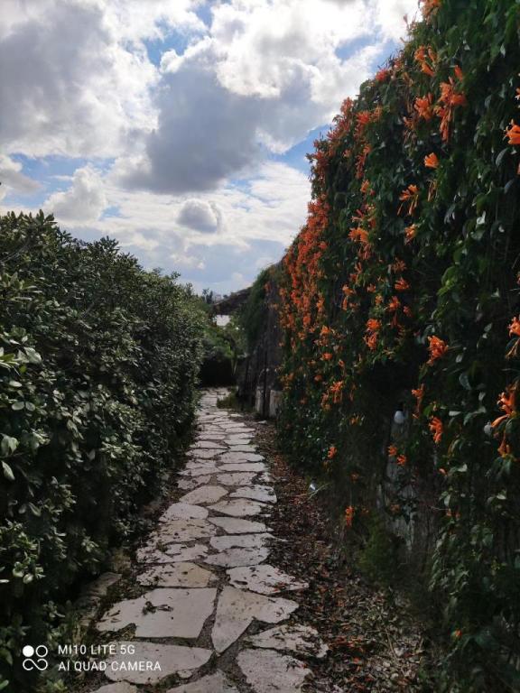 שרון גרוסמן שרון גרוסמן