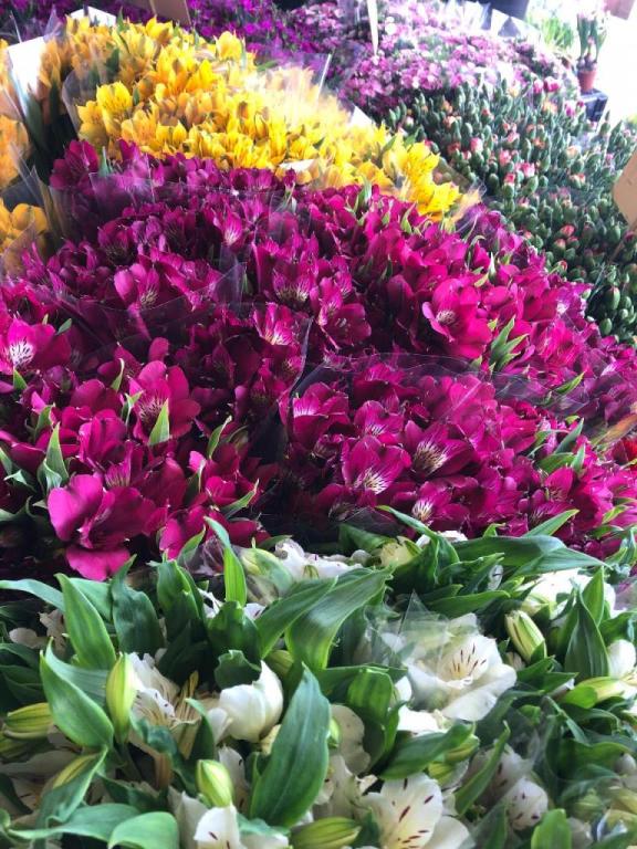 חיים פרחים חיים פרחים