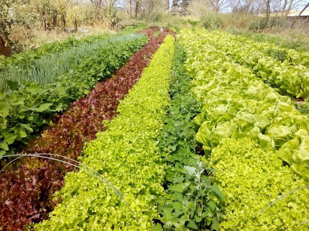 משק בן יהודה משק בן יהודה
