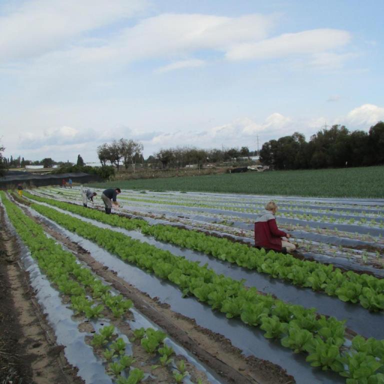 משק בן יהודה משק בן יהודה