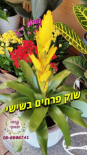 פרחי יצחקי