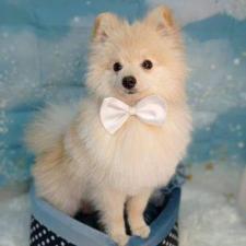 petstyle