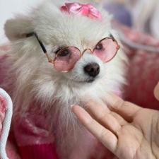 petstyle