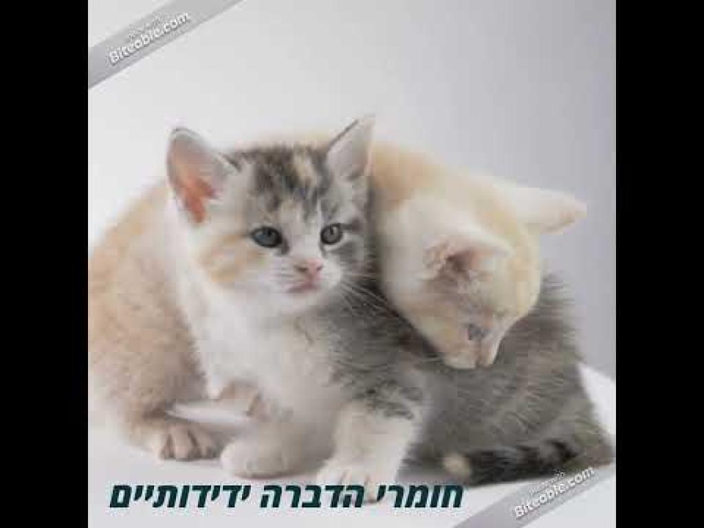 טרמינקסט הדברות טרמינקסט הדברות