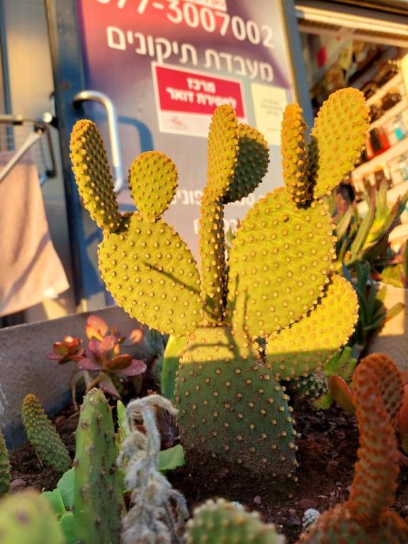 אבי תקשורת סלולרית אבי תקשורת סלולרית