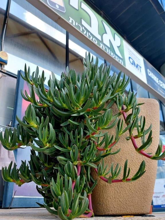 אבי תקשורת סלולרית אבי תקשורת סלולרית